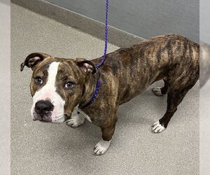 American Pit Bull Terrier-Unknown Mix Dogs for adoption in Las Vegas, NV, USA