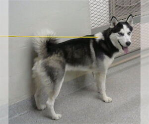Siberian Husky Dogs for adoption in Pasadena, TX, USA