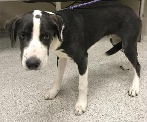 Labrador Retriever-Unknown Mix Dogs for adoption in Conroe, TX, USA