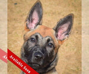 Mutt Dogs for adoption in Huntley, IL, USA