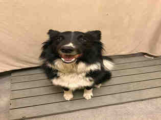 Border Collie Dogs for adoption in Forestville, MD, USA