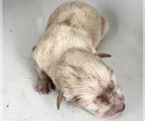 Pembroke Welsh Corgi-Unknown Mix Dogs for adoption in Houston, TX, USA