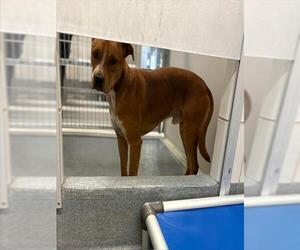 Black Mouth Cur-Unknown Mix Dogs for adoption in San Antonio, TX, USA