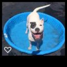American Pit Bull Terrier-Bulldog Mix Dogs for adoption in Acworth, GA, USA