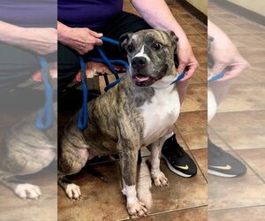 Bullboxer Pit Dogs for adoption in Amarillo, TX, USA