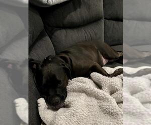 American Staffordshire Terrier Dogs for adoption in San Antonio, TX, USA