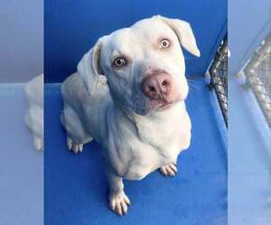 Labrador Retriever-Unknown Mix Dogs for adoption in Calgary, Alberta, Canada