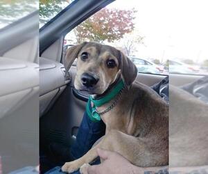 Puggle Dogs for adoption in Lewistown, PA, USA