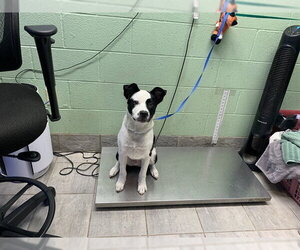 Labrador Retriever Dogs for adoption in Grand Prairie, TX, USA