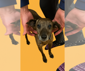 Feist Terrier-Unknown Mix Dogs for adoption in Arlington, VA, USA