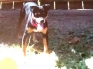 American Rat Pinscher Dogs for adoption in DeRidder, LA, USA