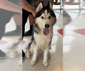 Siberian Husky Dogs for adoption in Plano, TX, USA