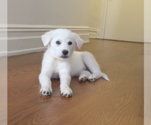 Pyrenees Husky Dogs for adoption in Brooklyn, NY, USA