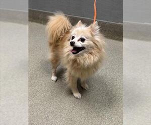 Pomeranian-Unknown Mix Dogs for adoption in Las Vegas, NV, USA
