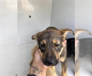 German Shepherd Dog-Unknown Mix Dogs for adoption in Houston, TX, USA