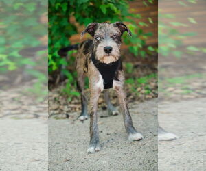 Mutt Dogs for adoption in St. Louis Park, MN, USA