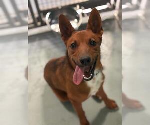 German Shepherd Dog-Unknown Mix Dogs for adoption in Visalia, CA, USA