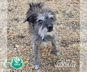 Mutt Dogs for adoption in Irvine, CA, USA