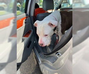 American Pit Bull Terrier Dogs for adoption in Stockton, CA, USA