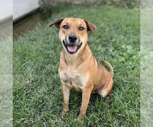 American Pit Bull Terrier-German Shepherd Dog Mix Dogs for adoption in Modesto, CA, USA