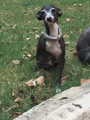 Medium Photo #1 Italian Greyhound Puppy For Sale in Richardson, TX, USA