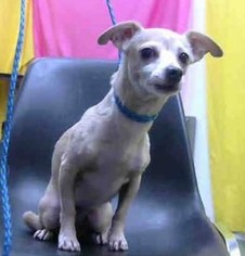 Chihuahua Dogs for adoption in Seattle, WA, USA