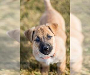 Mutt Dogs for adoption in Fargo, ND, USA