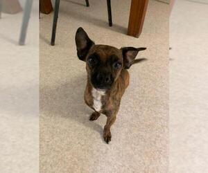 Chihuahua Dogs for adoption in Harrisville, WV, USA