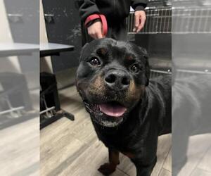 Rottweiler Dogs for adoption in Redlands, CA, USA