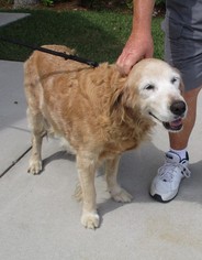 Golden Retriever Dogs for adoption in Murrells Inlet, SC, USA