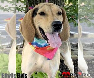 Mutt Dogs for adoption in Maryville, TN, USA