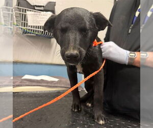 Mutt Dogs for adoption in Camarillo, CA, USA