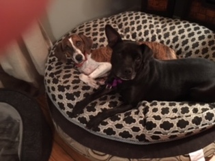 Chug Dogs for adoption in Rowayton, CT, USA