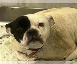 Boston Terrier-Unknown Mix Dogs for adoption in San Bernardino, CA, USA