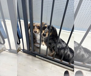 Dachshund Dogs for adoption in York, SC, USA
