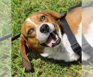 Beagle Dogs for adoption in Siler City, NC, USA