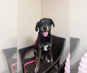 Shepradors Dogs for adoption in Bolivar, MO, USA