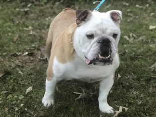 Bulldog Dogs for adoption in Forest, VA, USA