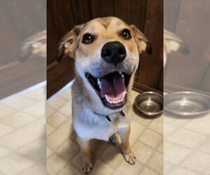 Mutt Dogs for adoption in Boston, MA, USA