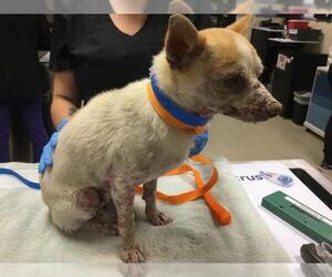 Chihuahua Dogs for adoption in Riverside, CA, USA