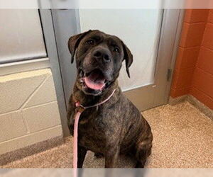 Great Dane-Unknown Mix Dogs for adoption in Pueblo, CO, USA