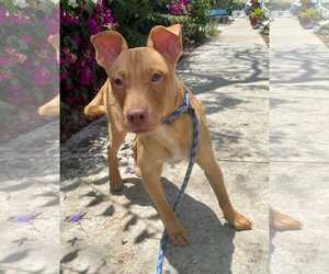 American Pit Bull Terrier Dogs for adoption in Newport Beach, CA, USA
