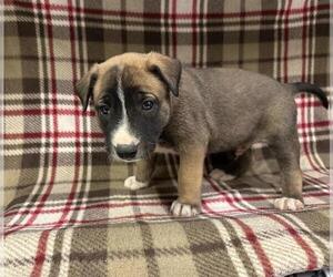 German Shepherd Dog-Unknown Mix Dogs for adoption in HESPERIA, CA, USA