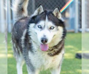 Siberian Husky Dogs for adoption in Camarillo, CA, USA