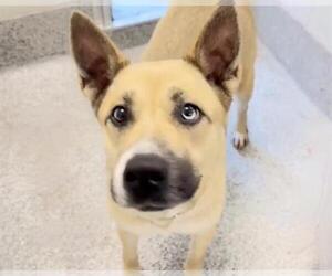 Siberian Husky-Unknown Mix Dogs for adoption in Houston, TX, USA