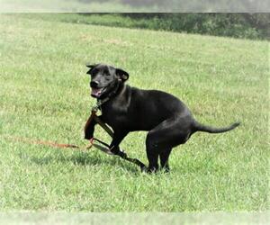 Labrador Retriever-Unknown Mix Dogs for adoption in Centerton, AR, USA