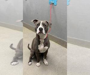 Mutt Dogs for adoption in Las Vegas, NV, USA