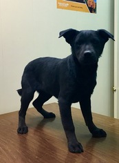 Shepradors Dogs for adoption in GREENEVILLE, TN, USA