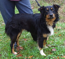 Australian Shepherd Dogs for adoption in Dickson, TN, USA