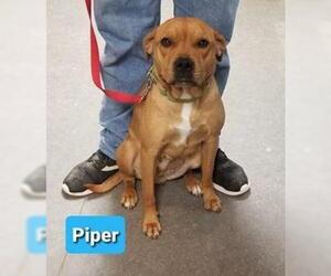 Bullboxer Pit Dogs for adoption in Richmond, IN, USA